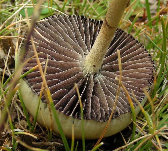 Funghi in quota, montagne del Lagorai (gruppo del Rava)